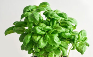 Вырастить базилик на окне очень просто