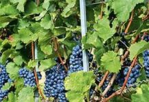 Формирование куста винограда в первые четыре года