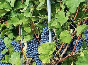 Формирование куста винограда в первые четыре года