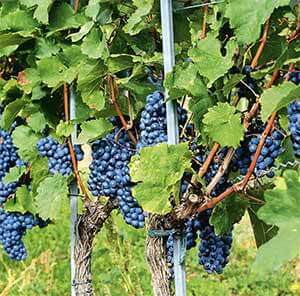 Формирование куста винограда в первые четыре года