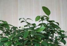 Лайм — уход в домашних условиях