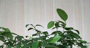 Лайм — уход в домашних условиях