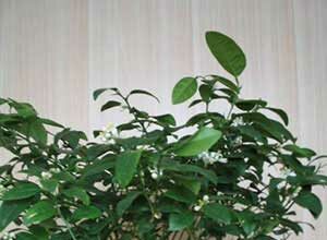 Лайм — уход в домашних условиях