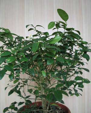 Лайм — уход в домашних условиях