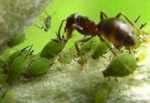 Как бороться с муравьями в саду и домике