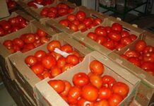 Сбор и хранение помидор, дозревание зелёных помидор