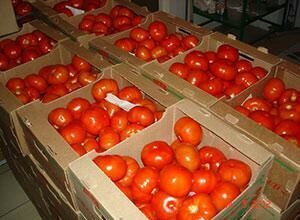 Сбор и хранение помидор, дозревание зелёных помидор