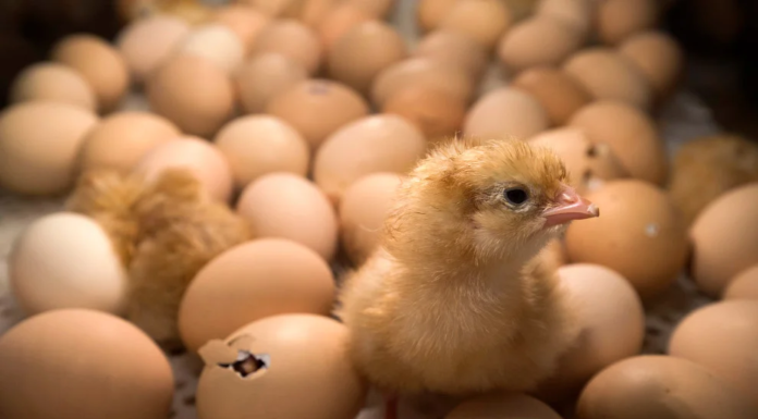 Какие бывают инкубаторы