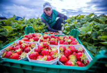 Польза клубники для организма человека