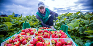 Польза клубники для организма человека