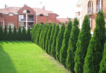 Красота ландшафтного дизайна