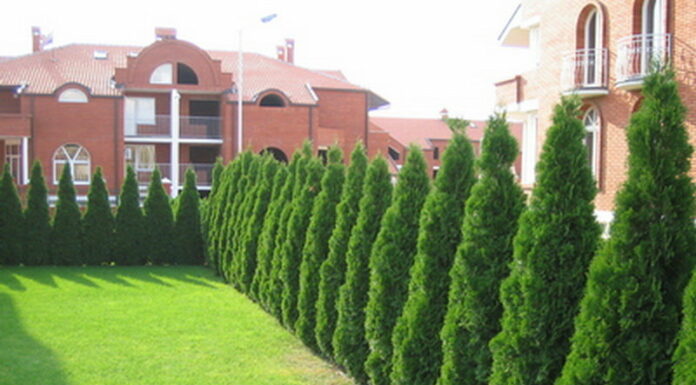 Красота ландшафтного дизайна