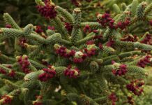 Красота и польза пихты