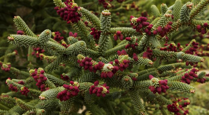 Красота и польза пихты