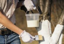 Побелка деревьев: что такое и зачем?