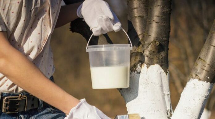 Побелка деревьев: что такое и зачем?