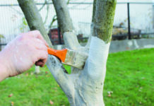 Побелка плодово-ягодных деревьев в сезон от вредителей и болезней