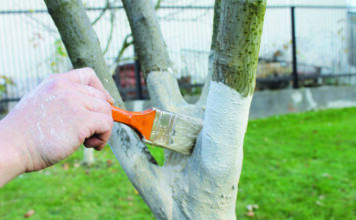 Побелка плодово-ягодных деревьев в сезон от вредителей и болезней