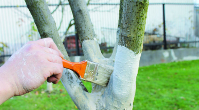 Побелка плодово-ягодных деревьев в сезон от вредителей и болезней