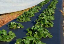 Что такое агроволокно и его особенности