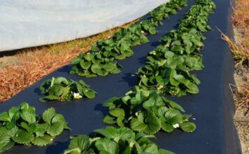 Что такое агроволокно и его особенности