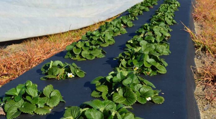 Что такое агроволокно и его особенности