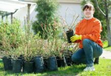 Где купить качественные саженцы растений: ассортимент, особенности выбора, главные вопросы и плюсы растений