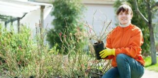 Где купить качественные саженцы растений: ассортимент, особенности выбора, главные вопросы и плюсы растений