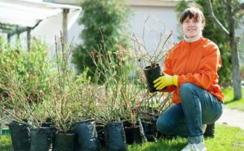 Где купить качественные саженцы растений: ассортимент, особенности выбора, главные вопросы и плюсы растений