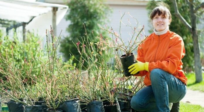 Где купить качественные саженцы растений: ассортимент, особенности выбора, главные вопросы и плюсы растений