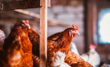 Покупка помещений для кур