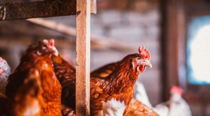 Покупка помещений для кур