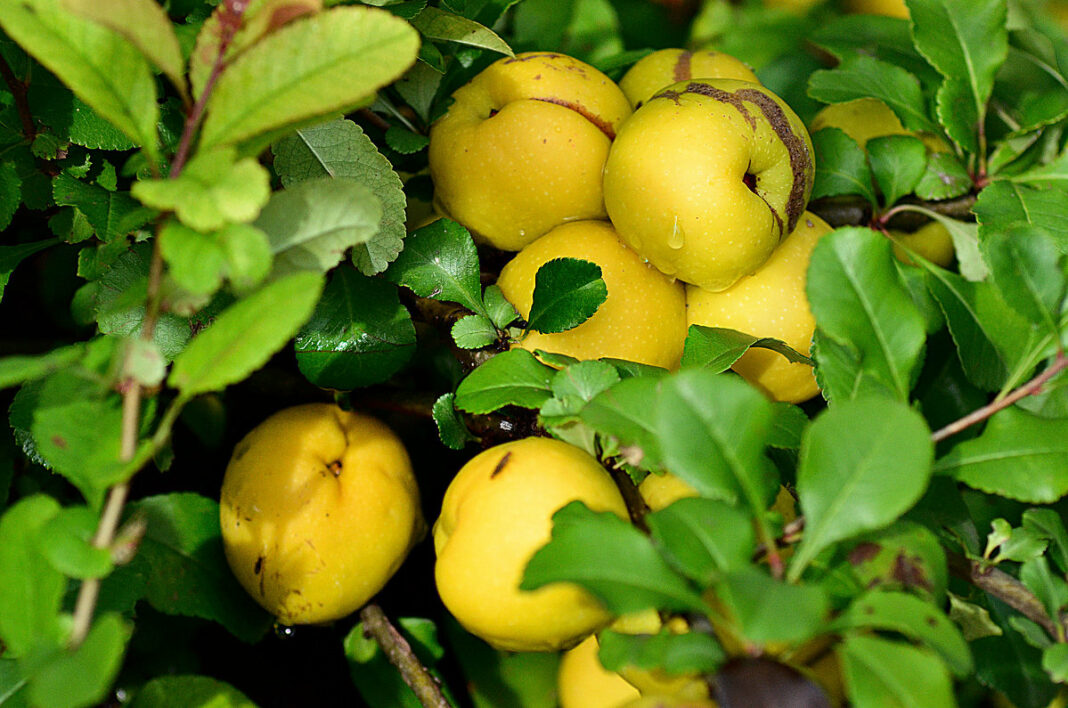 Айва японская фото куст плоды