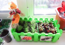 Выращиваем садик на подоконнике: чем заняться дачнику в перерывах между сезонами, какие культуры лучше растить на подоконнике или на балконе