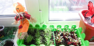 Выращиваем садик на подоконнике: чем заняться дачнику в перерывах между сезонами, какие культуры лучше растить на подоконнике или на балконе