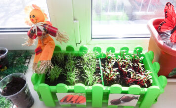 Выращиваем садик на подоконнике: чем заняться дачнику в перерывах между сезонами, какие культуры лучше растить на подоконнике или на балконе