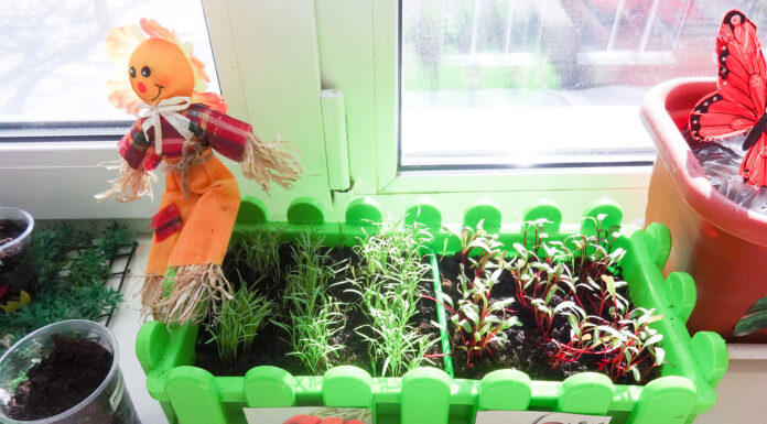 Выращиваем садик на подоконнике: чем заняться дачнику в перерывах между сезонами, какие культуры лучше растить на подоконнике или на балконе