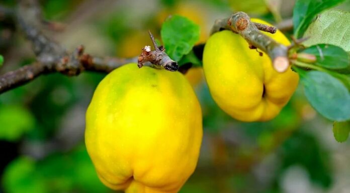 Айва японская – как посадить и ухаживать