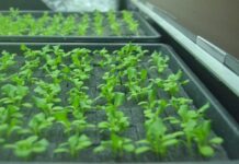 Секреты выращивания рукколы