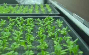 Секреты выращивания рукколы