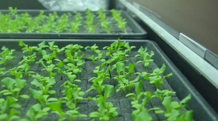 Секреты выращивания рукколы