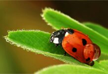 Как работают полезные насекомые в саду?