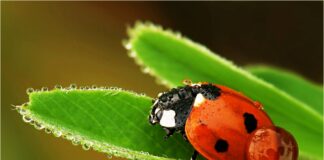 Как работают полезные насекомые в саду?