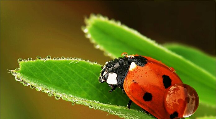 Как работают полезные насекомые в саду?