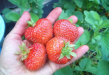 Саженцы фриго клубники: чем они отличаются по классам, как их заготавливают и сортируют перед продажей, почему данная технология хранения саженцев повышает их иммунитет