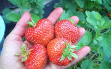 Саженцы фриго клубники: чем они отличаются по классам, как их заготавливают и сортируют перед продажей, почему данная технология хранения саженцев повышает их иммунитет