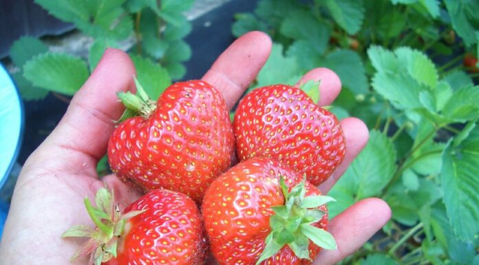 Саженцы фриго клубники: чем они отличаются по классам, как их заготавливают и сортируют перед продажей, почему данная технология хранения саженцев повышает их иммунитет