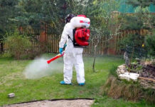 Как избавиться от клещей, комаров и муравьев на участке