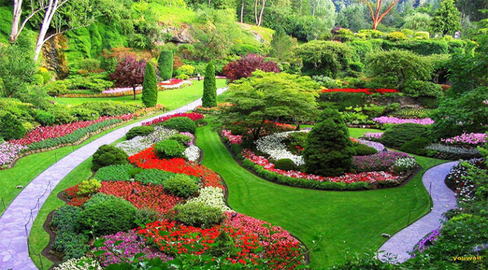 Что посадить на дачном участке – дизайнерские новинки: проектирование дизайна и газонов, что лучше ели, каштаны или магнолии