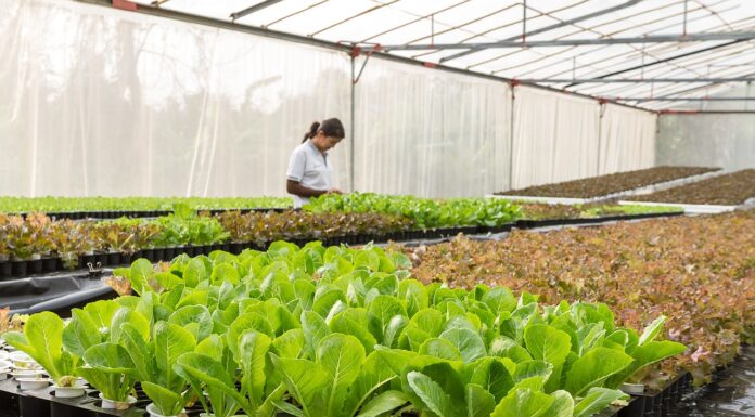 Какие растения и овощные культуры нуждаются в теплице